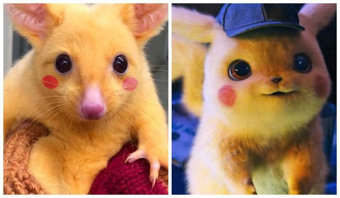 Pokémons Que Existem Na Vida Real 