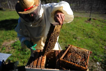  CAXIAS DO SUL, RS, BRASIL 23/05/2018O apicultor Ademir Zanella perdeu enxames devido ao uso de agrotóxicos nas fazendas vizinhas. (Felipe Nyland/Agência RBS)