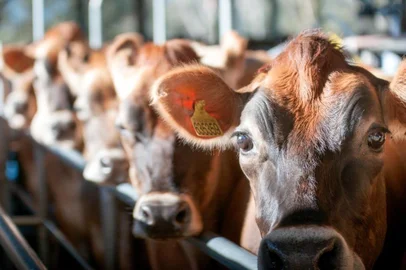  Chapecó, Arvoredo, erradicação febre aftosa, , veterinário Enedi Zanchet, Caderno Nós