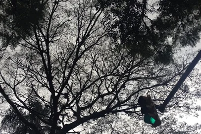 Céu nublado encoberto por árvores e semáforoImportação Donnahttp://revistadonna.clicrbs.