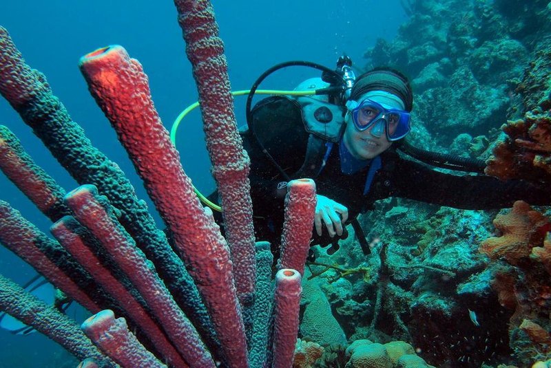 Mergulhadora observa esponjas coloridas, que disputam com os corais o posto de espécie mai