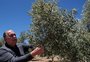 Maior produtor de oliveiras no país tem pomares afetados por resíduos de agroquímicos