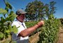 Perdas por resíduos de herbicida atingem vinhedos de Galvão Bueno, em Candiota 