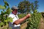  CANDIOTA, RS, BRASIL, 06/12/2018 - Produtores de uvas e oliveiras estão tendo prejuízos na lavoura, por causa do uso do herbicida 2,4 D usado pelos produtores. Na foto - Vinícola Galvão Bueno, agrônomo responsável: Edvard Kohn. (FOTOGRAFO: FERNANDO GOMES / AGENCIA RBS)