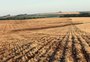 Campo responde: quais as condições para aplicação correta do herbicida 2,4-D?