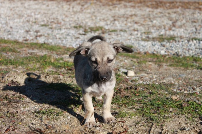 Os cães podem comer peru?