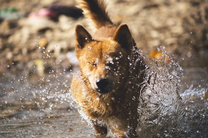 Resultado de imagem para Para cães, basta sentir calor intenso para dar inÃcio à hipertermia.