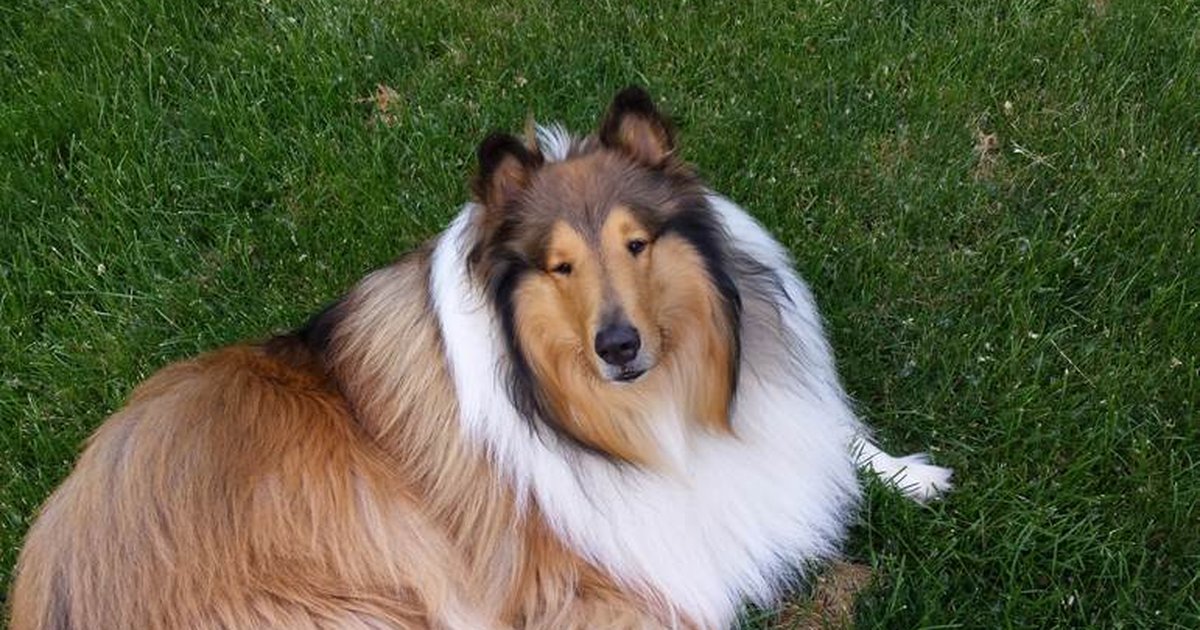 Bye bye, Lassie! Raças de cães que caíram (injustamente) no ...