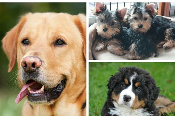 Bye bye, Lassie! Raças de cães que caíram (injustamente) no ...