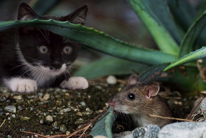 Exemplo: Gatos filhotes já nascem com os mecanismos cerebrais para caçar ratos, no entanto eles devem aprender a usá-los com 