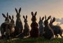 "Em Busca de Watership Down": nova animação da Netflix não é (só) para crianças