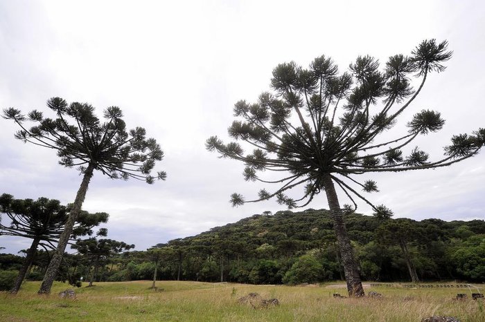 Marcelo Casagrande / Agencia RBS