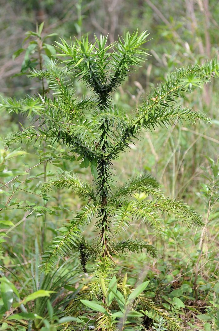 Marcelo Casagrande / Agencia RBS