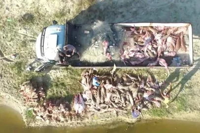 BM apreende 10 toneladas de peixes, uma tartaruga e um golfinho mortos no sul do RSDuas pessoas foram presas por pesca predatória. Investigação apontou que espécie ameaçada de extinção era retirada da Praia do Mar Grosso, em São José do Norte