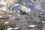 Dezenas de peixes mortos encontrados na beira da barragem Lomba do Sabão, no Parque SaintHilaire
