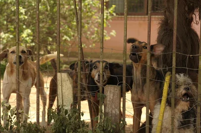  CAXIAS DO SUL, RS, BRASIL, 28/12/2018Senhora que acolhe animais em Ana Rech na rua primo gastaldelo, 204.Ela está doente e os animais precisam ser adotados. (Lucas Amorelli/Agência RBS)