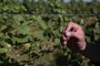  DOM PEDRITO, RS, BRASIL, 06/12/2018 - Produtores de uvas e oliveiras  estão tendo prejuízos na lavoura, por causa do uso do herbicida 2,4 D usado pelos produtores de soja. Na foto - Estância Guatambu, em Dom Pedrito. Proprietário Valter José Pötter.  (FOTOGRAFO: FERNANDO GOMES / AGENCIA RBS)