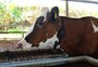 Startup oferece plano de saúde a vacas leiteiras