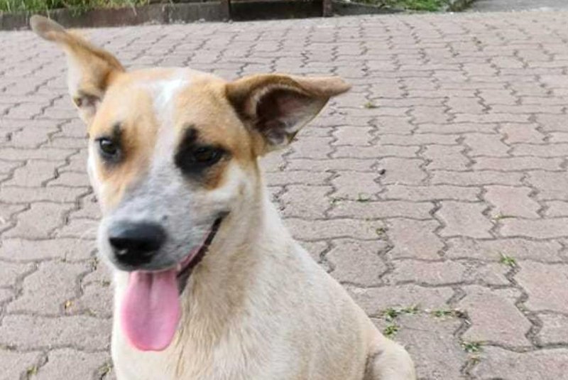 Associação Focinho Amigo promove feira de adoção de cães e gatos no próximo dia 12 de janeiro em Nova Petrópolis. Na foto a cachorrinha, Branquinha.