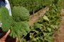 CANDIOTA, RS, BRASIL, 06/12/2018 - Produtores de uvas e oliveiras  estão tendo prejuízos na lavoura, por causa do uso do herbicida 2,4 D usado pelos produtores de soja.  Na foto - Vinícola Galvão Bueno. A esquerda folha normal e folhas atingidas pelo herbicida.  (FOTOGRAFO: FERNANDO GOMES / AGENCIA RBS)