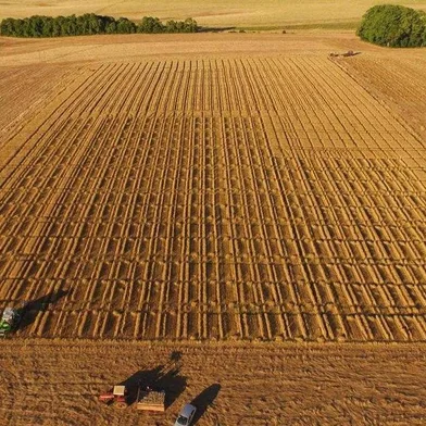 Na primeira semana de dezembro de 2018, a Fundação Pró-Sementes finaliza a colheita dos experimentos de inverno da safra 2018/2019. Os ensaios de cultivares de trigo avaliaram mais de 30 materiais e foram conduzidos em seis locais do Rio Grande do Sul.