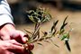 CANDIOTA, RS, BRASIL, 06/12/2018 - Produtores de uvas e oliveiras estão tendo prejuízos na lavoura, por causa do uso do herbicida 2,4 D usado pelos produtores  de soja. Na foto: Azeites Batalha.  Galho que recebeu o herbicida com frutos secos e folhas retorcidas.   (FOTOGRAFO: FERNANDO GOMES / AGENCIA RBS)
