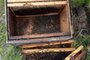 Mortandade de abelhas em propriedade de Alegre - RS. São 100 caixas de abelhas mortas