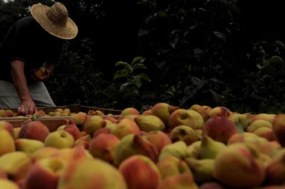  BENTO GONÇALVES, RS, BRASIL, 04/01/2018Propriedade do sr. Adair Rizzardo na colheita do pêssego para o caderno +Serra. (Lucas Amorelli/Agência RBS)