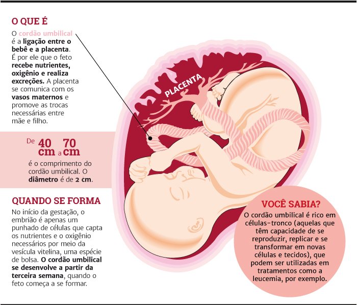 Diagrama Do Cordao Umbilical Cordão Umbilical Vetores E Ilustrações