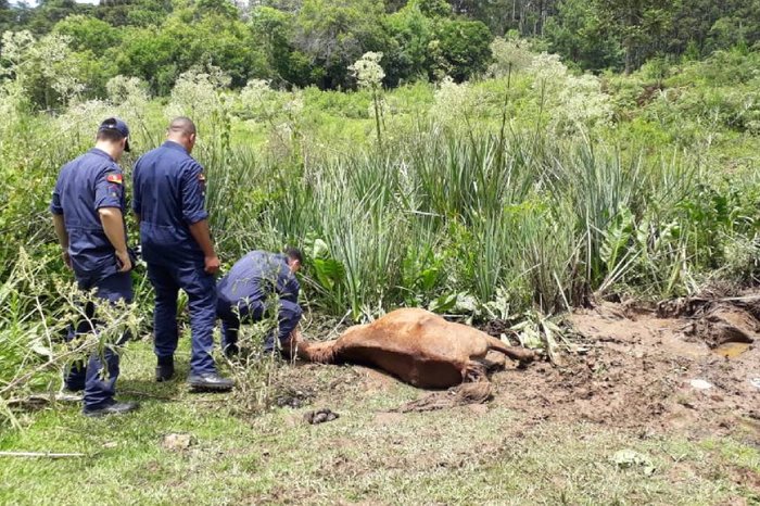 Eduardo Seimetz Paim / Divulgação