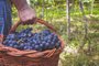 Pisa de uvas é atração em Garibaldi, colheita de uva tem programação especial