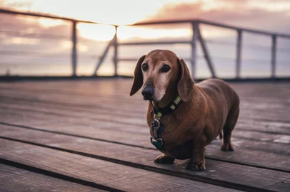 Cachorrinho gordo