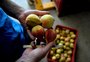 Câncer não é causado por deficiência da vitamina B17