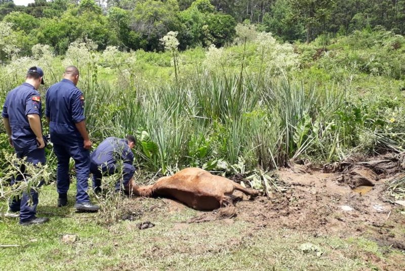 Égua encontrada atolada em Caxias é resgatada pelos bombeiros