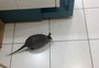 VÍDEO: tatu "invade" loja em Santa Cruz do Sul