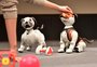 VÍDEO: Aibo, o cão-robô fofinho da Sony, ganha versão de cão de guarda