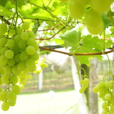  CAXIAS DO SUL, RS, BRASIL, 15/02/2012. Fotos para time-lapse sobre crescimento de uvas no parreiral de Uvas Venturin, no bairro Monte Bérico, interior de Caxias do Sul.15ª imagem tirada no dia 14/02/2012, último dia. (Porthus Junior/Pioneiro)