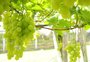 Produtores de uvas de mesa de Caxias do Sul poderão receber selo 