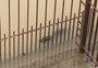 VÍDEO: jacaré é visto nadando em rua de Florianópolis durante temporal