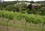 Além da serra gaúcha: Porto Alegre mantém viva a cultura da uva e da produção de vinho