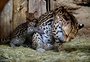 Vídeo: Zoológico de Gramado oferece imersão na fauna brasileira