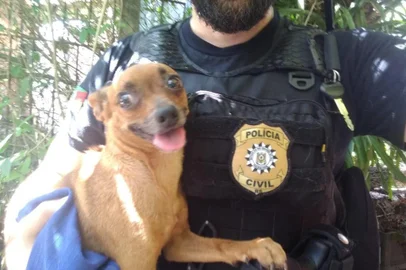 Mais de vinte cães são apreendidos em ¿canil de horrores¿ desarticulado em Canoas. Dez pássaros silvestres também estavam no espaço;