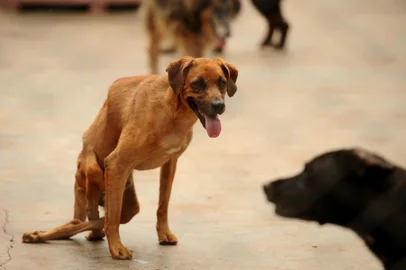  CAXIAS DO SUL, RS, BRASIL (31/01/2019)Animais recebem cuidados na chácara da ONG Proteção Animais Caxias (PAC). (Antonio Valiente/Agência RBS)