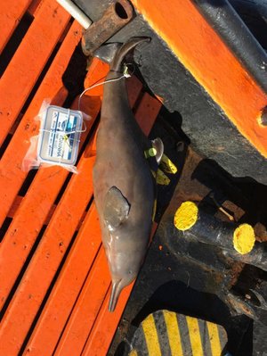 Paulo Henrique Ott / Uergs/Divulgação