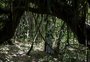 Parque de Itapeva preserva fauna e flora no último recanto original do Litoral Norte
