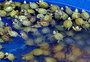 Traficante de animais preso com 800 tartarugas já havia realizado outras duas viagens em menos de um mês