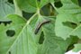 PASSO FUNDO (RS): evento da Bayer mostra terceira geração da soja transgênica resistente à lagarta Spodoptera Cosmioides - na foto, soja de geração anterior