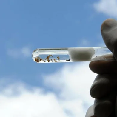 Mais dois casos de dengue são confirmados em Florianópolis  O primeiro caso da doença na cidade foi confirmado no começo da semana