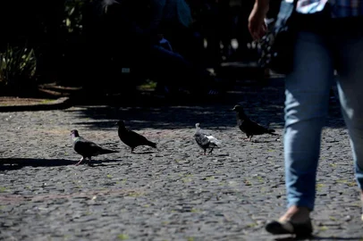  CAXIAS DO SUL, RS, BRASIL, 06/02/2019Pombos no centro da cidade. (Lucas Amorelli/Agência RBS)