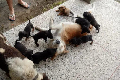 Brigada Militar busca interessados em adotar cães que foram encontrados abandonados na zona norte de POA. Além da mãe, nove filhotes foram localizados.